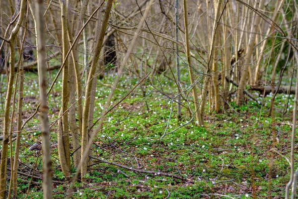 Bosque Primavera Caótico Exuberante Con Troncos Árboles Desordenados Poco Follaje —  Fotos de Stock