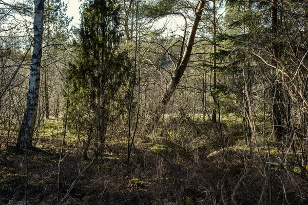 Foresta Primaverile Caotica Lussureggiante Con Tronchi Albero Disordinati Qualche Fogliame — Foto Stock