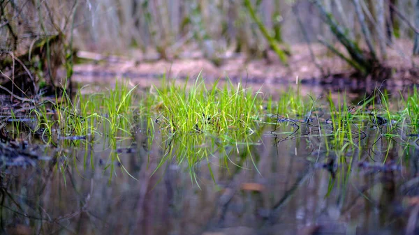 夏には水の中に草や反射がある小さな田舎の池 — ストック写真