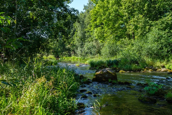 Fiume Foresta Campagna Estate Con Erba Alta Fogliame Ruscello Acqua — Foto Stock