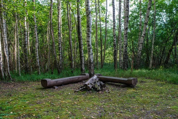 Wooden Plank Footpath Forest Hiking Wild Nature Summer Scene — Stock Photo, Image