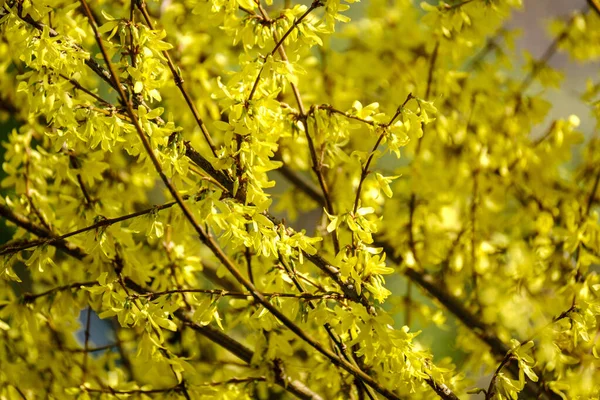Arbusto Jardim País Florescendo Com Flores Amarelas Primavera — Fotografia de Stock