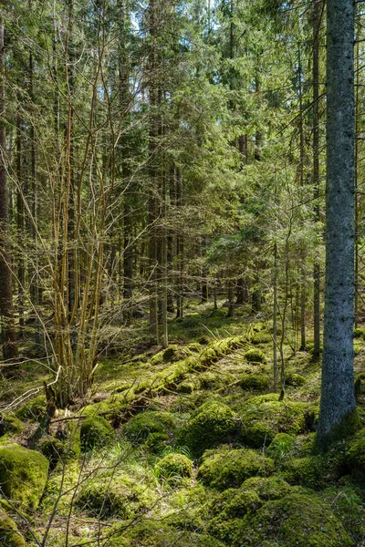 Bosque Primavera Caótico Exuberante Con Troncos Árboles Desordenados Poco Follaje —  Fotos de Stock