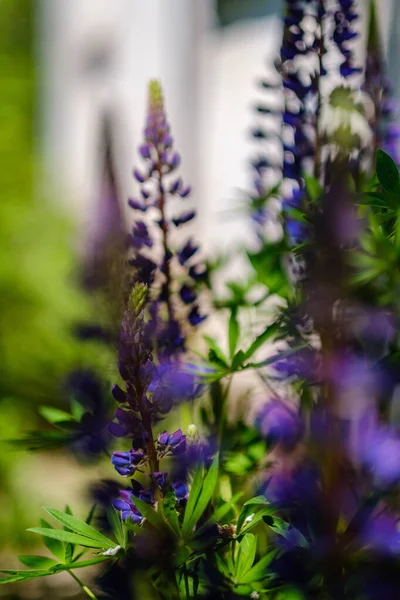 Ospecificerade Blå Blommor Blommar Vår Trädgård Naturens Struktur — Stockfoto
