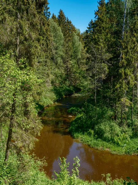 Yazın Yüksek Çim Yapraklarla Dolu Kırsal Orman Nehri Taşlı Koyu — Stok fotoğraf