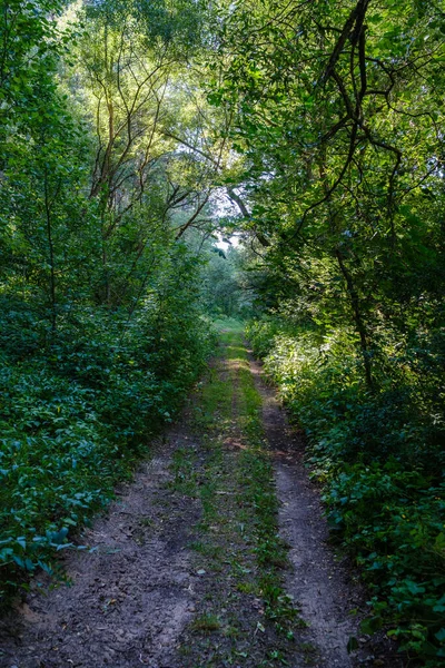 Kaotiska Vårskogen Frodig Med Röriga Trädstammar Och Lite Bladverk Abstrakta — Stockfoto