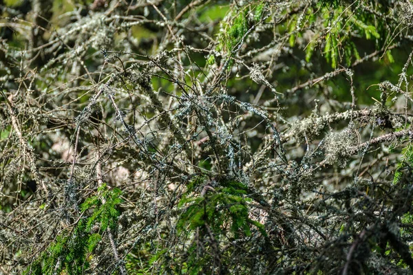 Foresta Primaverile Caotica Lussureggiante Con Tronchi Albero Disordinati Qualche Fogliame — Foto Stock