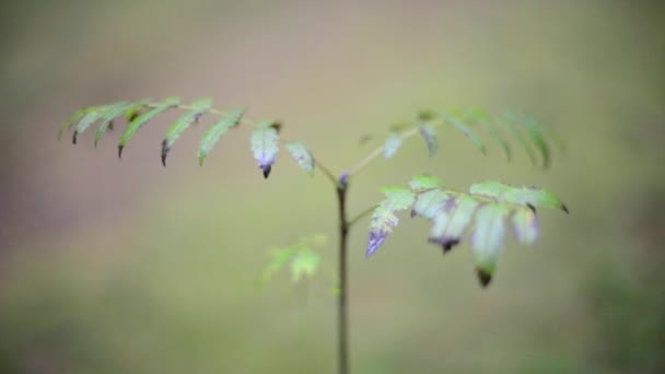 Las hojas de los árboles se mueven en el viento en otoño bosque — Vídeos de Stock