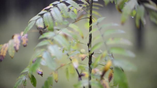 Las hojas de los árboles se mueven en el viento en otoño bosque — Vídeos de Stock