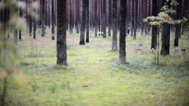 Tree leaves moving in wind in autumn forest — Stock Video