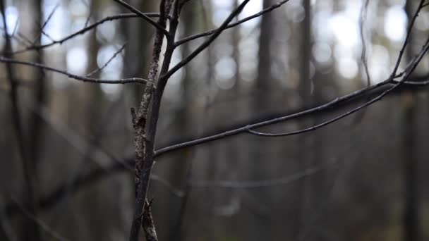 Sonbahar ormanda ağaç rüzgarda hareketli yaprak — Stok video