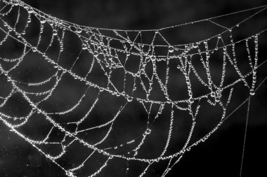 Örümcek ağı (örümcek ağı) yakın plan.