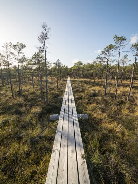 Passerelle en bois dans la tourbière — Photo