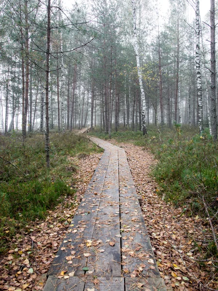 Pasarela de madera en el pantano — Foto de Stock