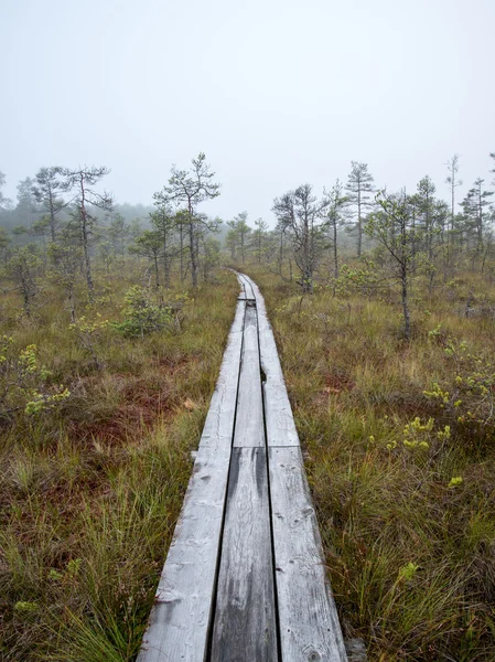 Ponte de madeira no pântano — Fotografia de Stock