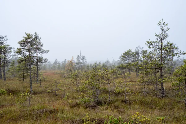 Paysage de tourbière avec des arbres dans les marais — Photo