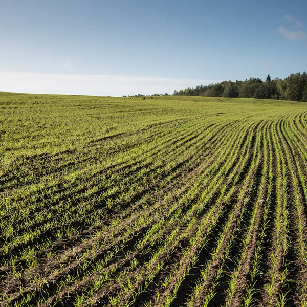 Hermoso campo de cultivo verde recién cultivado — Foto de Stock