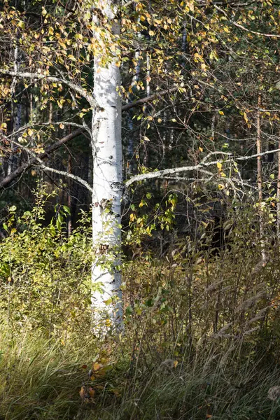 Palude paesaggio con alberi in palude — Foto Stock