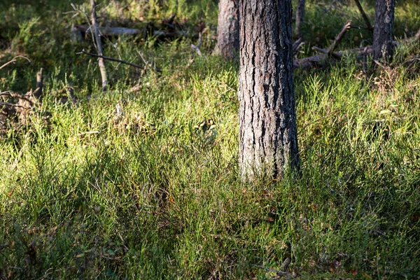 Болотний пейзаж з деревами в болоті — стокове фото