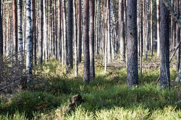 Paysage de tourbière avec des arbres dans les marais — Photo