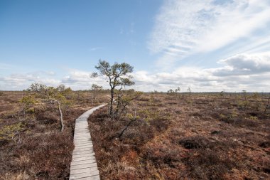 Bataklık görünümü ağaçlar ve tahta
