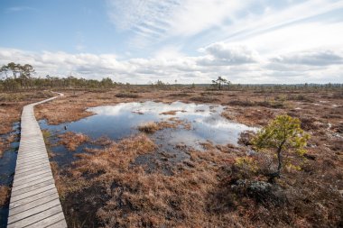 Bataklık görünümü ağaçlar ve tahta