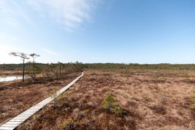 Bataklık görünümü ağaçlar ve tahta