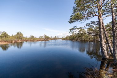 Bataklık ağaçlar ve Göl Manzaralı