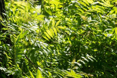 Yeşil yeşillik ayrıntıları