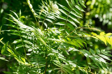 Yeşil yeşillik ayrıntıları