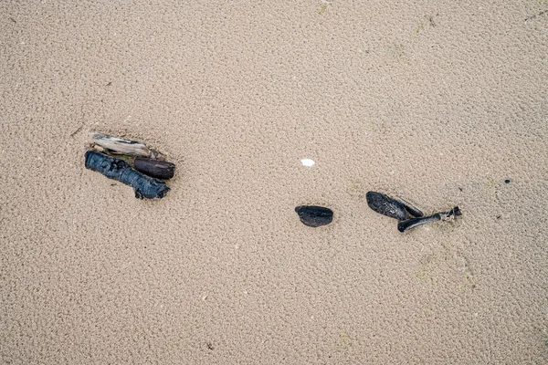 Morceaux de bois sur plage humide — Photo