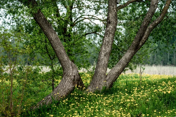 Yeşil çayırdaki ağaç — Stok fotoğraf