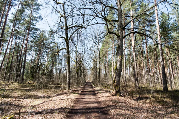 Landstraße im Wald — Stockfoto