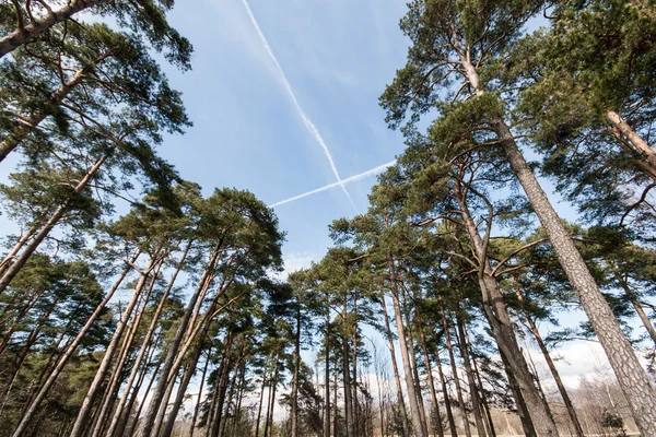 plane trails in the sky in forest