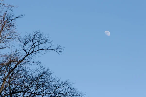 Mond am blauen Himmel — Stockfoto