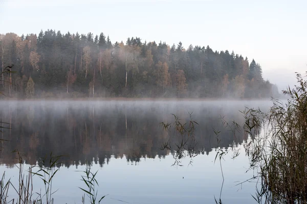 Matin brumeux au bord du lac à la campagne — Photo