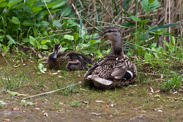 Wild duck with duckling — Stock Photo, Image