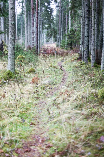 Sentier brumeux le matin — Photo