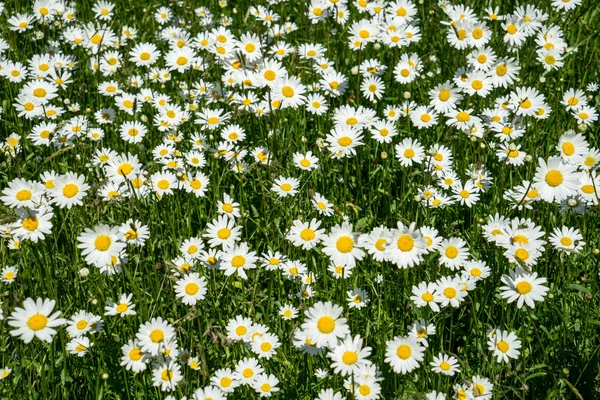 Gröna blad Detaljer — Stockfoto