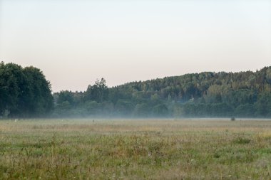 puslu alanları ve yaz aylarında yağmur sonra meadows