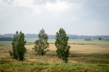 Doğal kırsal manzara
