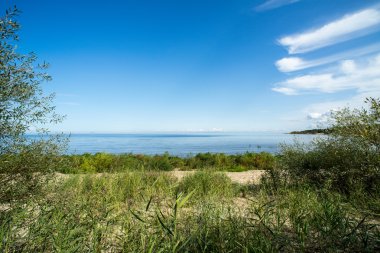 bitkilerde su ve mavi gökyüzü ile plaj manzarası