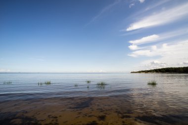 bitkilerde su ve mavi gökyüzü ile plaj manzarası