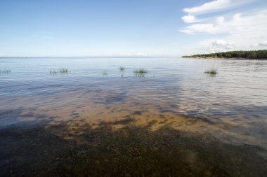 bitkilerde su ve mavi gökyüzü ile plaj manzarası