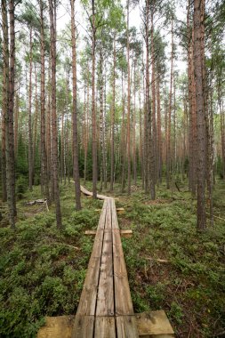 göller ve patika ile bataklık görünümü