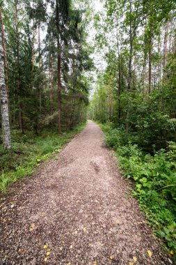 Sabahın erken saatlerinde puslu köy yolunda