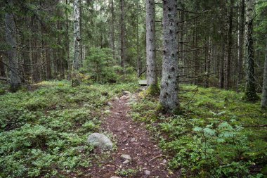 moss ile eski Orman ağaçları ve güneş ışınlarının kaplı