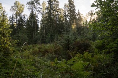 moss ile eski Orman ağaçları ve güneş ışınlarının kaplı