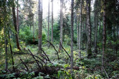 moss ile eski Orman ağaçları ve güneş ışınlarının kaplı