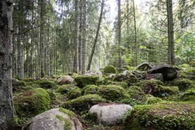 moss ile eski Orman ağaçları ve güneş ışınlarının kaplı
